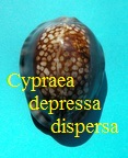 Cypraea depressa dispersa, Schilder & Schilder 1939